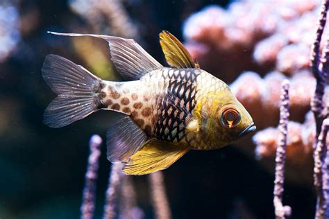 mini fish|15 Best Fish For Small Tanks (With Pics!) .
